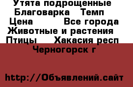 Утята подрощенные “Благоварка“,“Темп“ › Цена ­ 100 - Все города Животные и растения » Птицы   . Хакасия респ.,Черногорск г.